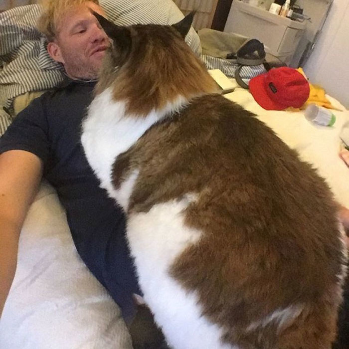 Ukuran Kucing Besar Di Dunia 2