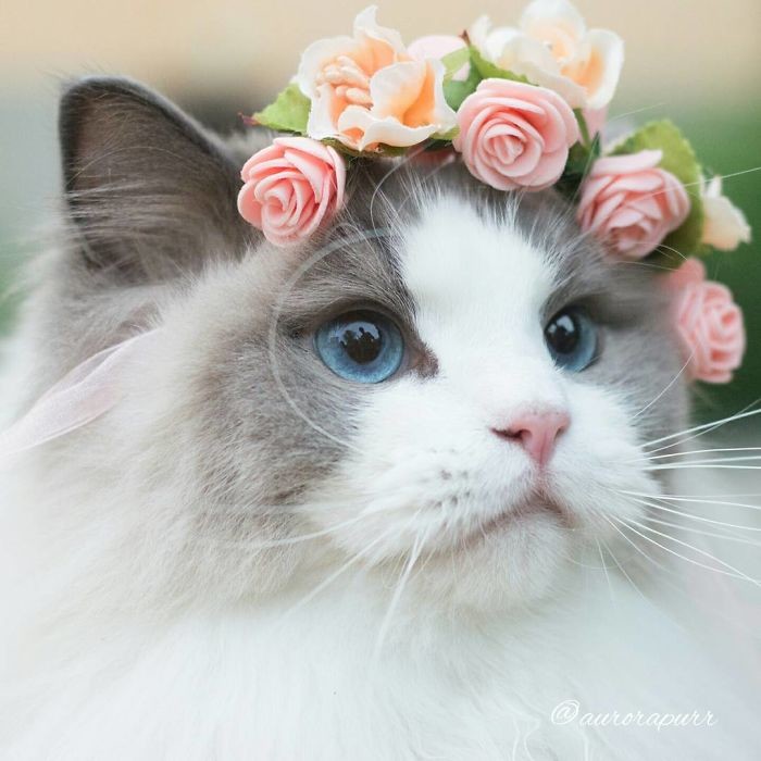kucing cantik banget