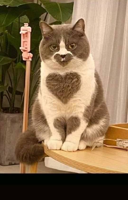 gambar kucing lucu sedang jatuh cinta