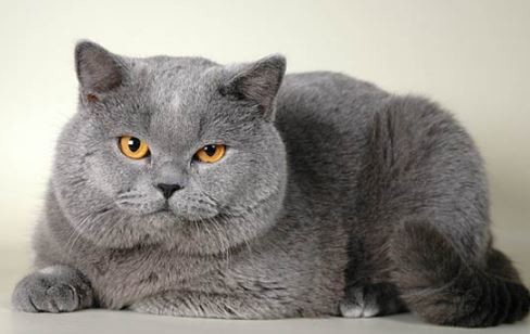 Harga Kucing British  Shorthair Terbaru 2022 Kucing  co id