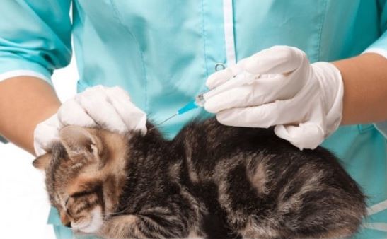 5 Cara Menghilangkan Kutu Kucing Dengan Bersih  Kucing.co.id