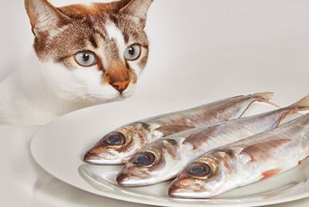 10 Makanan Kucing Yang Bagus Untuk Kesehatan - Kucing.co.id
