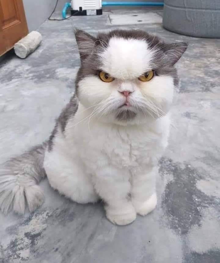 Gambar muka Kucing Lucu Banget