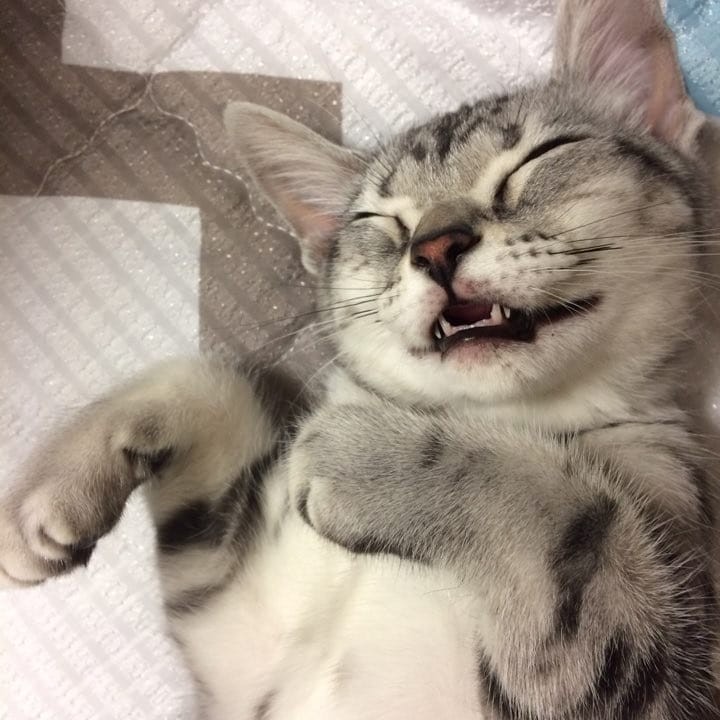 kucing lucu sedang ketawa