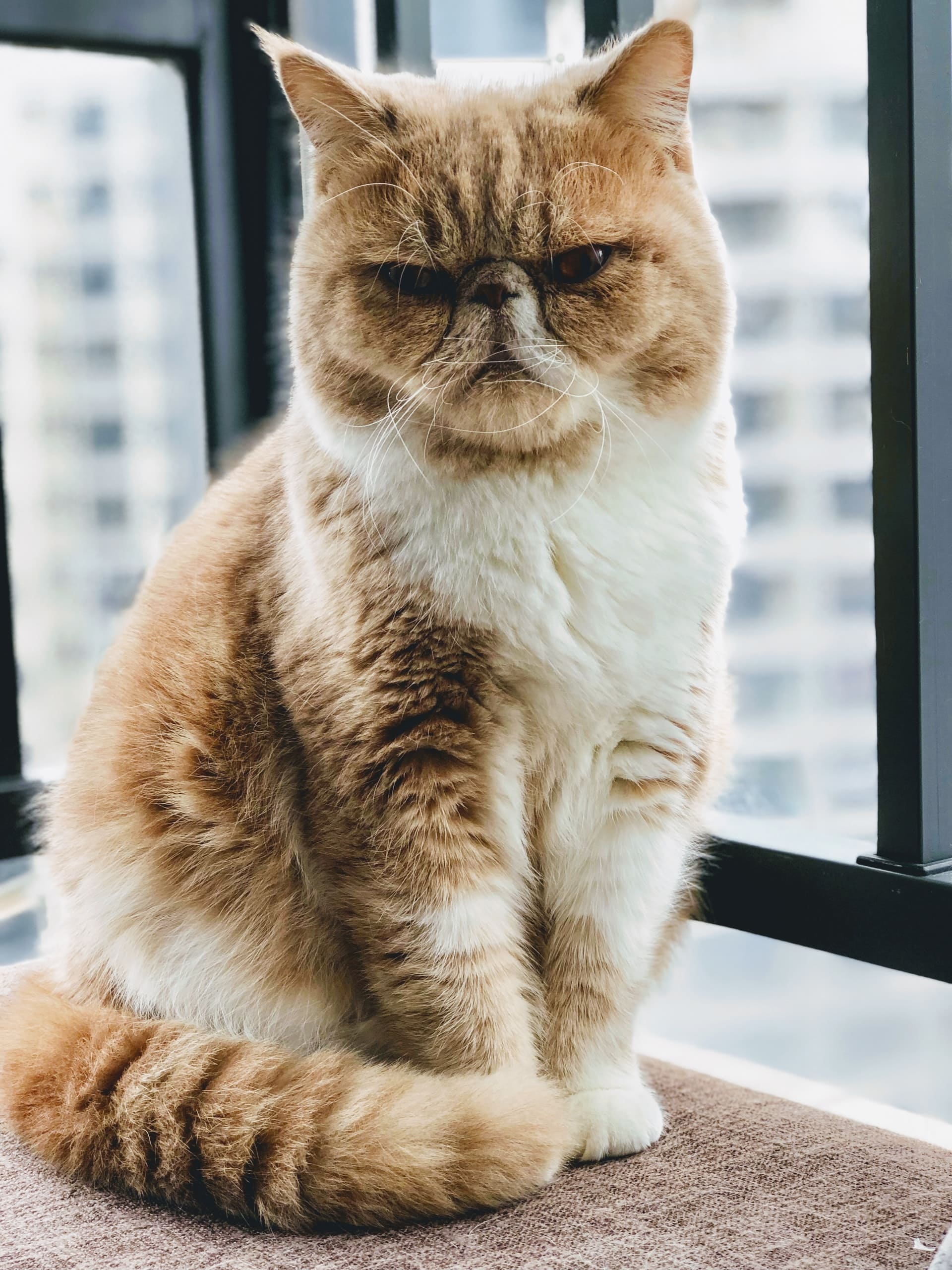 Background Kucing Lucu : Wallpaper Kucing Lucu HD para Android - APK