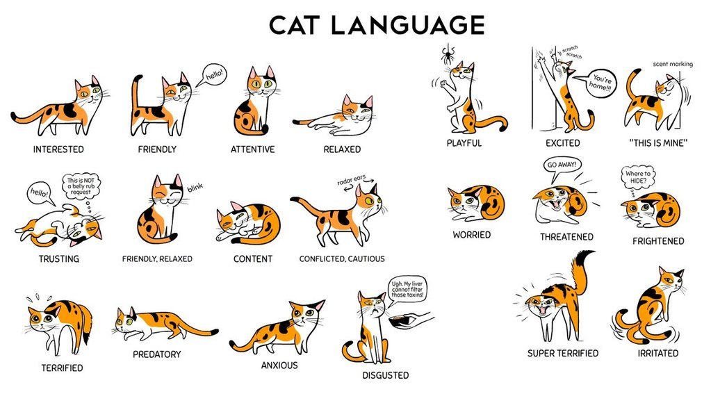 Cara Menjinakkan Kucing Galak Dengan Mudah – Kucing.co.id