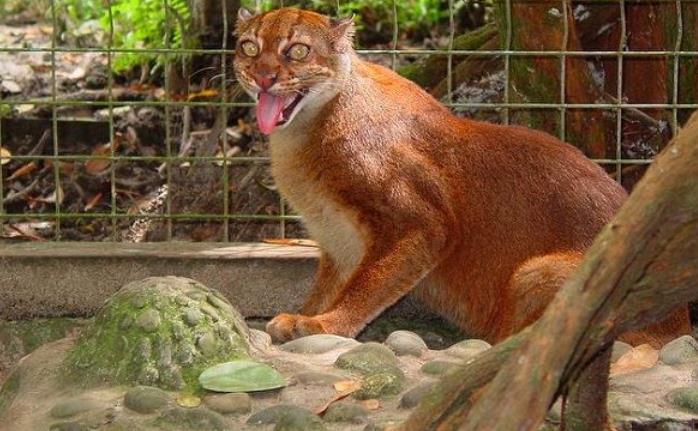 Kucing Merah Dari Kalimantan
