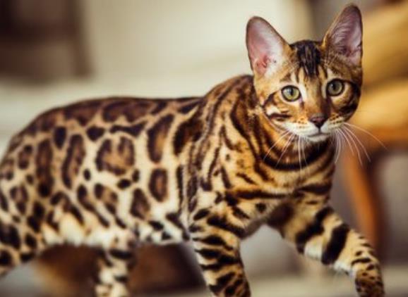 Kucing congkok atau leopard cat