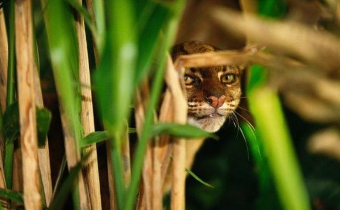 fakta Kucing Merah Dari Kalimantan