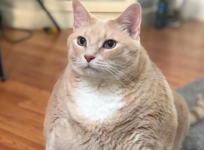 kucing gemuk