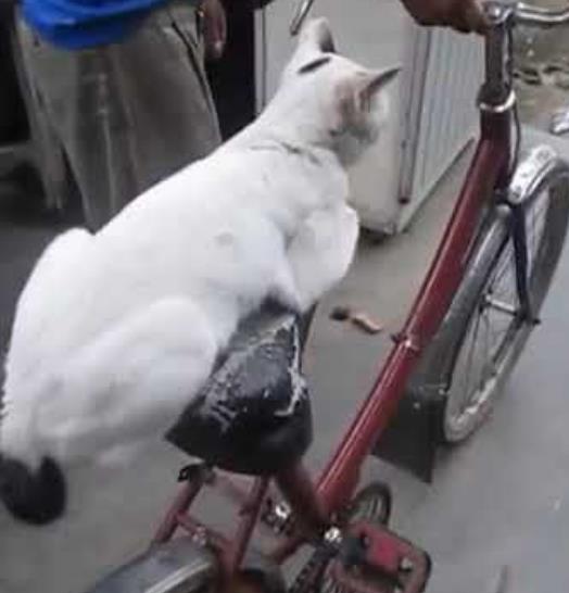 kucing lagi naik sepeda